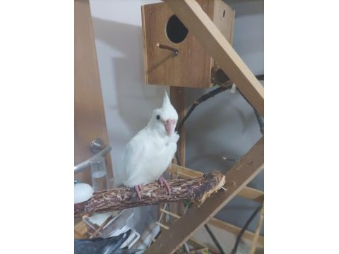 2 aylık albino kırmızı göz sultan papağanı