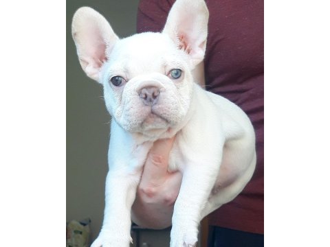 Exotic french bulldog eşsiz güzellikte erkek yavru