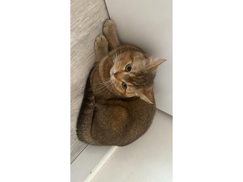 Eşyalarıyla beraber british golden black