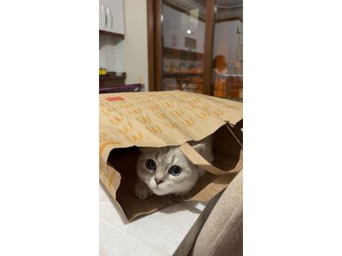 British shorthair kedimiz
