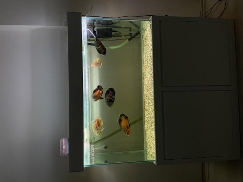 Full set mobilyalı monstsr akvaryum