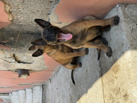 Üst düzey kalitede belçika malinois yavrular