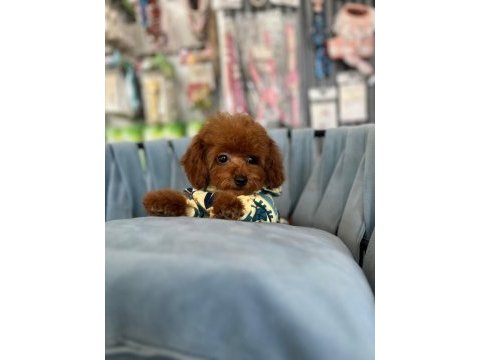 Kore kan ırk ve sağlık garantili aşılı erkek yavru poodle