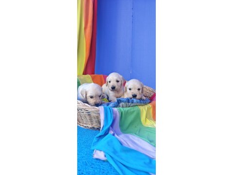 Bebek yüz müthiş güzellikte golden retriever yavrular