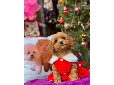 Maltipoo dişi köpeğimiz
