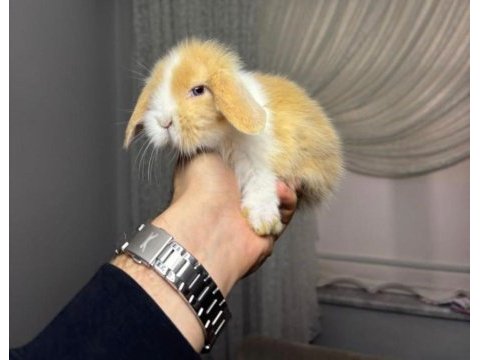 Hollanda lop tavşanları