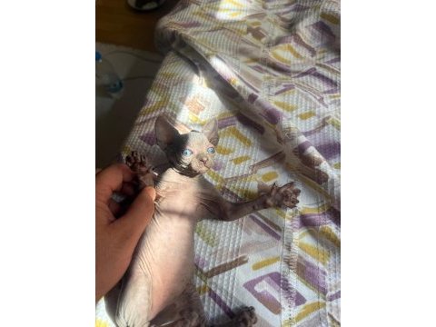 0 tüy 2,5 aylık dişi sfenks