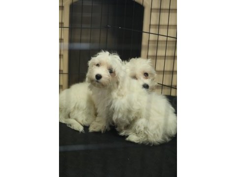 Dünya tatlısı minnoş maltese terrier