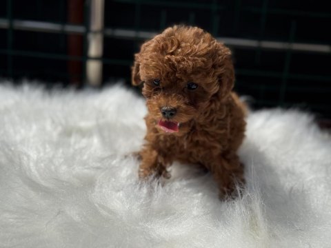 Ankaranın en seçkin redbrown toy poodle yavruları