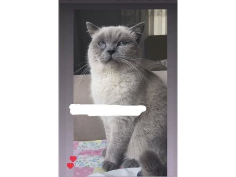 Çift kediler yeni evlerini bekliyor