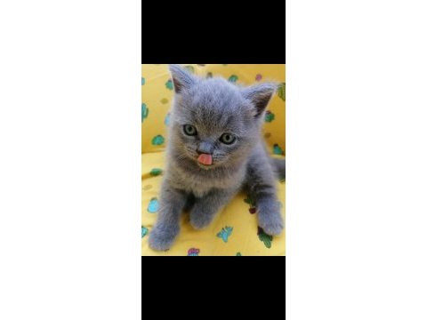 Sahibinden british blue point yavrular