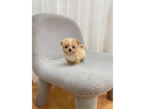 Baldan tatli maltipoo bebeklerimiz