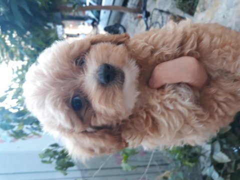 Maltipoo yavrularımız ırk ve sağlık garantili