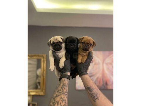Safkan pug yavruları