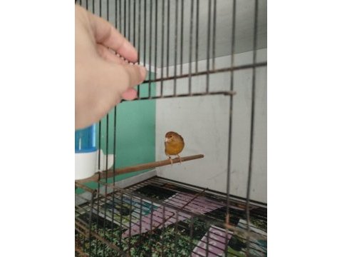 Dişi ve erkek kanaryalar