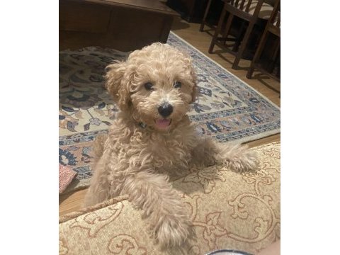 Poodle kızımızı sahiplendiriyoruz