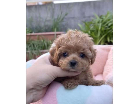 Kıvır kıvır toy poodle