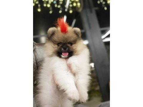 Olağanüstü güzellikte pomeranian