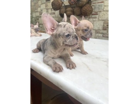 Renkli gözlü ırk garantili french bulldog yavrularım