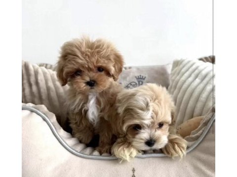 Türkiyenin en iyi kore maltipoo yavruları