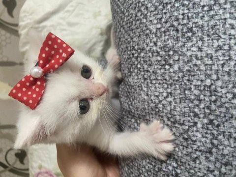 British shaded anne british shorthair baba 16 günlük bebek