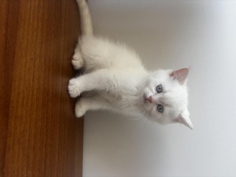 British shorthair lynx point