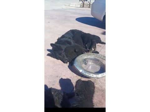 Alman çoban köpeği