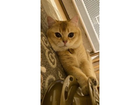Erkek kedi eş ilanı