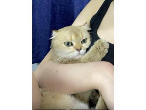 Scottish fold dişi kedimiz