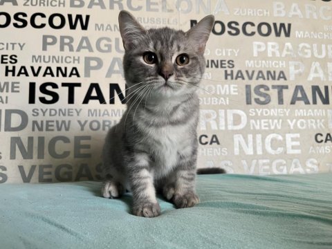 Kusursuz ayı surat silver tabby british shorthair yavrumuz