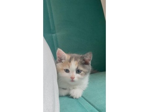 Kayseri içi sahiplendirme kedimiz