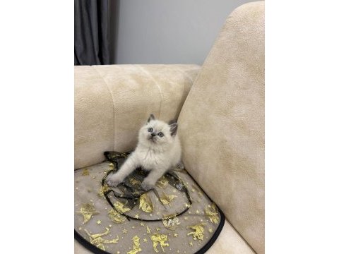 Show kalite british shorthair yavrular