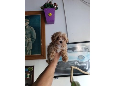 Sevimli maltipoo bebekler