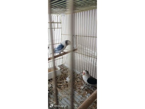 Yavru yetişkin cennet papağanı mevcut