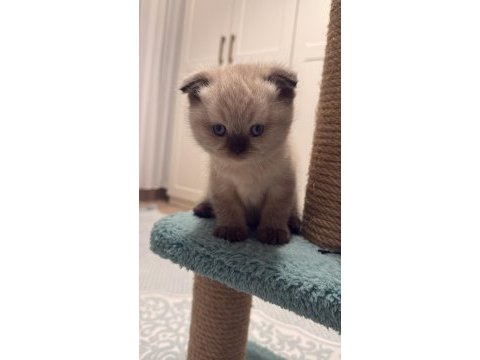 Çikolata point ve beyaz british shorthair