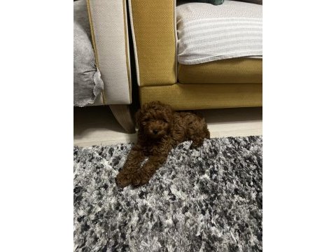 Toy poodle köpeğimiz