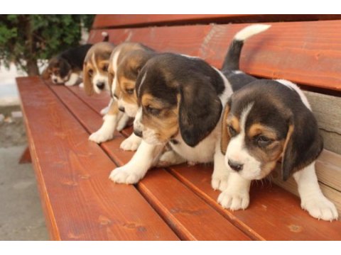Muhteşem beagle yavrularımız