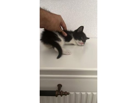Ay ışığında sokakta bulunan sevimli kedimiz lunaya yuva