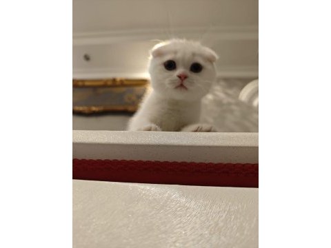 Güzel scottish fold oğlumuza güzel bir yuva