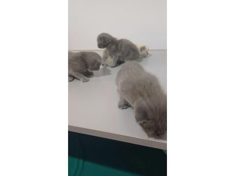 2 aylık yavru scottish fold kedimiz