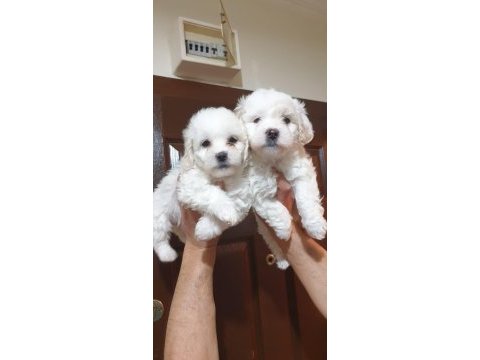 Maltese terrier