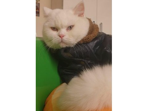 2.5 aylık scottish fold yavrumuz