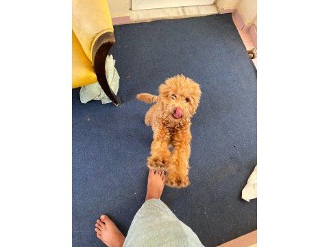 Acil cipli 8 aylık poodle
