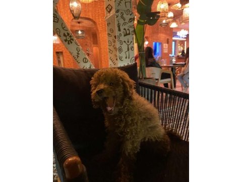 4 aylık toy poodle