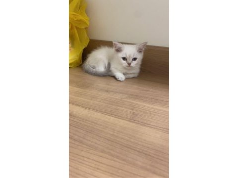 Brıtısh longhair erkek 2 aylık