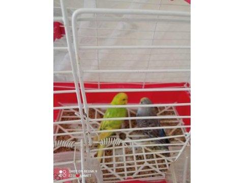 Sahiplendirilecek muhabbet kuşlar