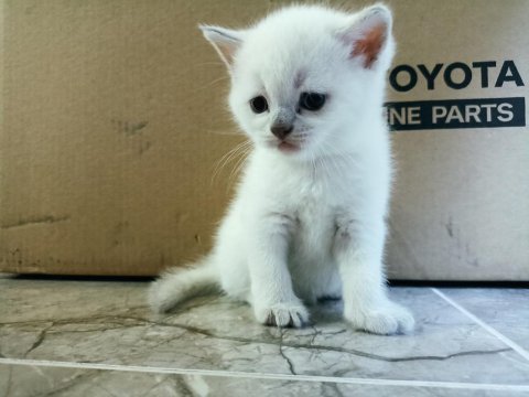 British shorthair blue point yavruları