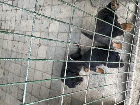 Rottweiler