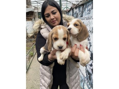 Sağlık ve ırk garantili safkan beagle yavrularım