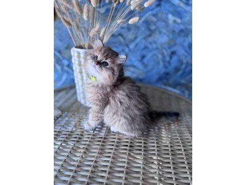 A kalite british longhair golden black dişi yavru